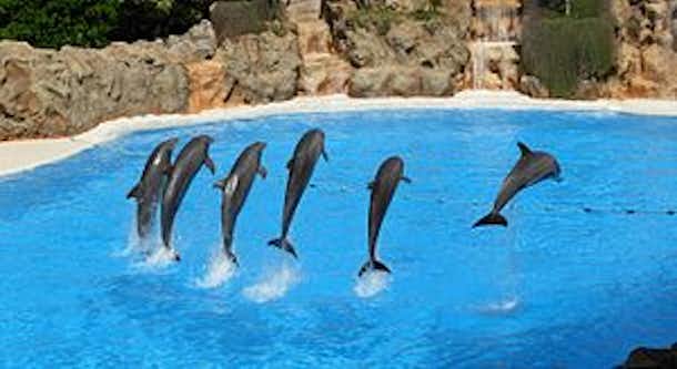 Comprar entradas para parques temáticos desde Logitravel 7 300px Dolphins at Loro Parque 09v2