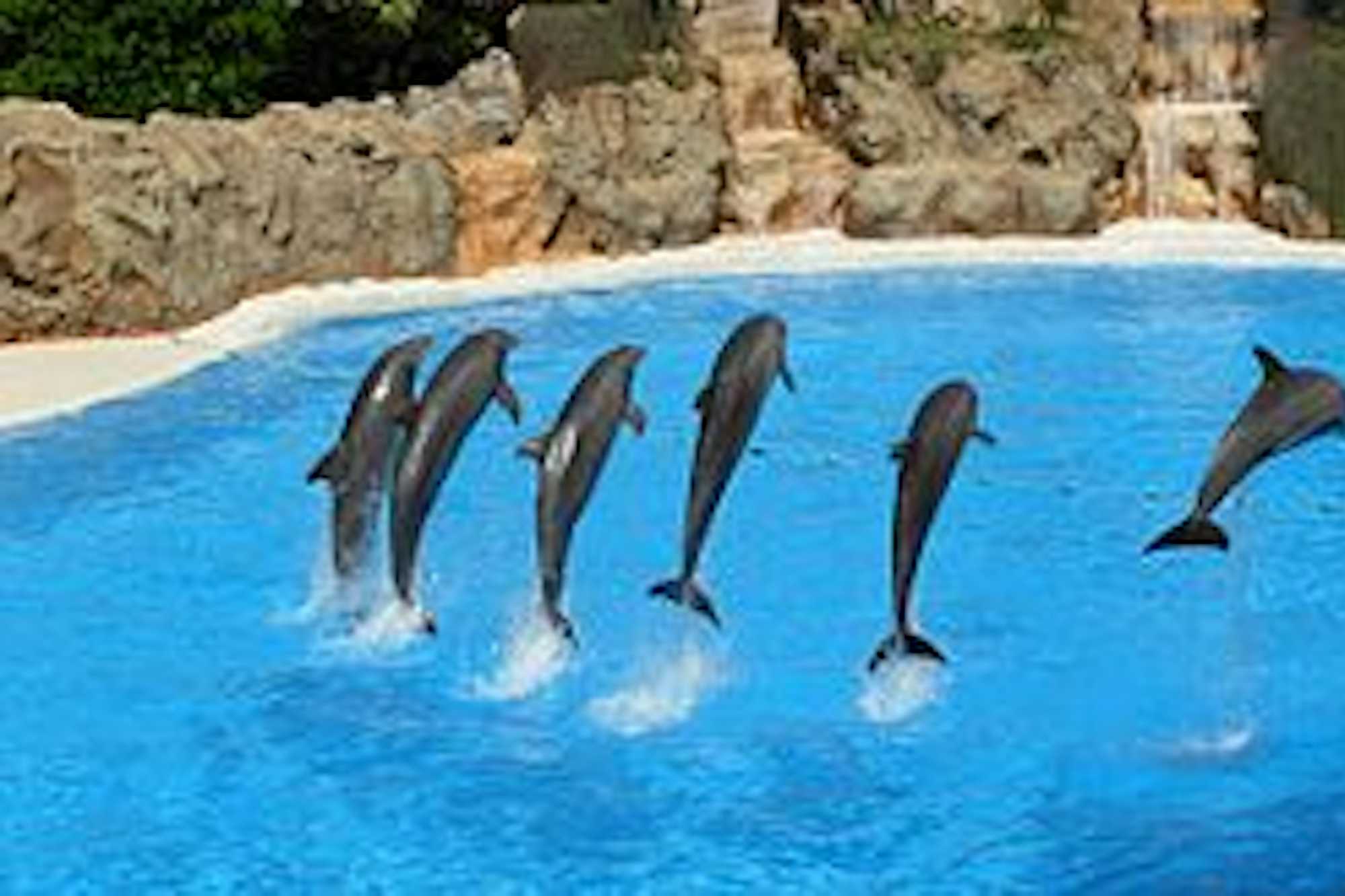 300px-Dolphins_at_Loro_Parque_09v2