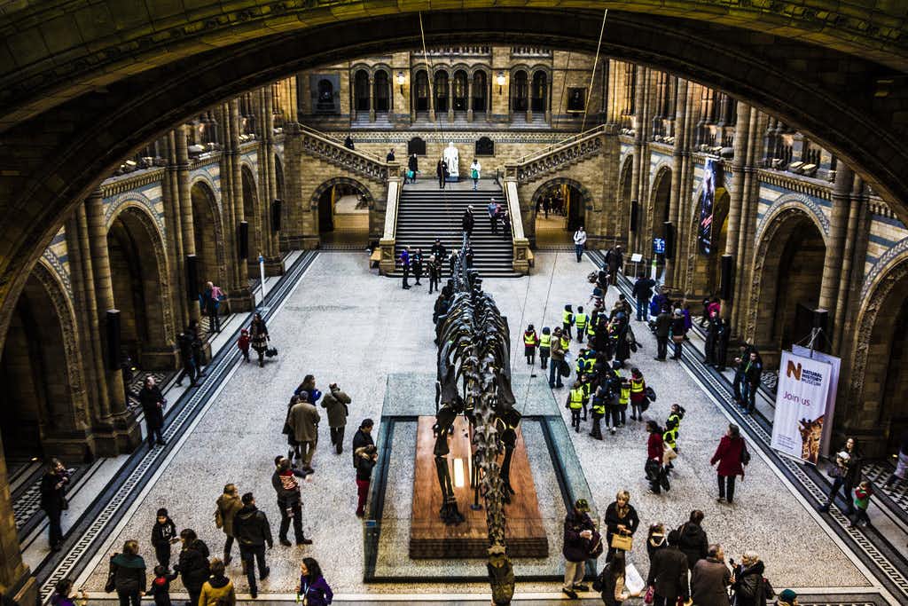 Natural History Museum 17 Museo de Historia Natural de Londres