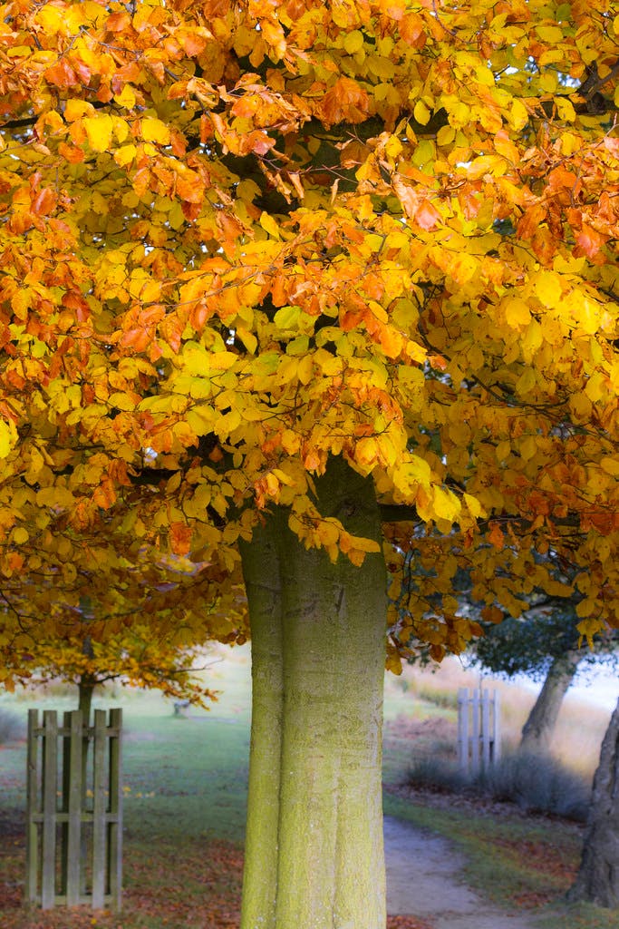 Londres en Octubre 2026: parques de Londres Richmond Park en otoño
