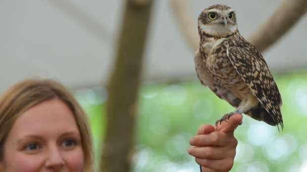 zoo de londres animales compra entradas actividades diarias