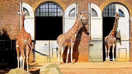 London Zoo: zoológico de Londres 9 zoo de londres visitar jirafas