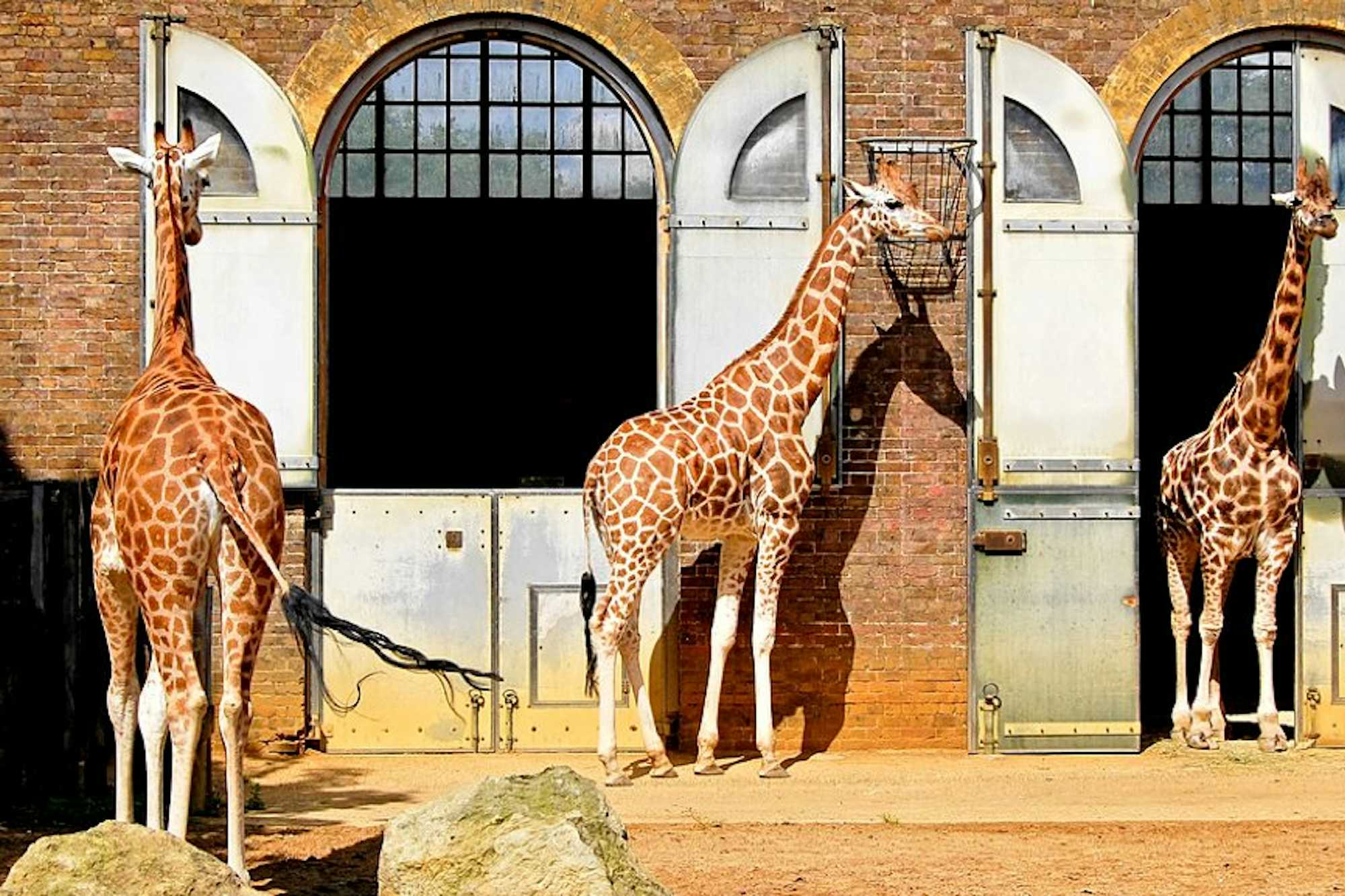 zoo de londres jirafas comprar entradas tuescapadaeu