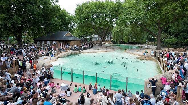 ver pingüinos zoo de londres