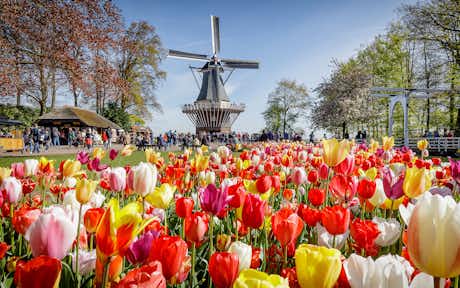 Fechas Keukenhof 2024: tema de este año, entradas y novedades 6 Fechas Keukenhof, tulipanes en Holanda