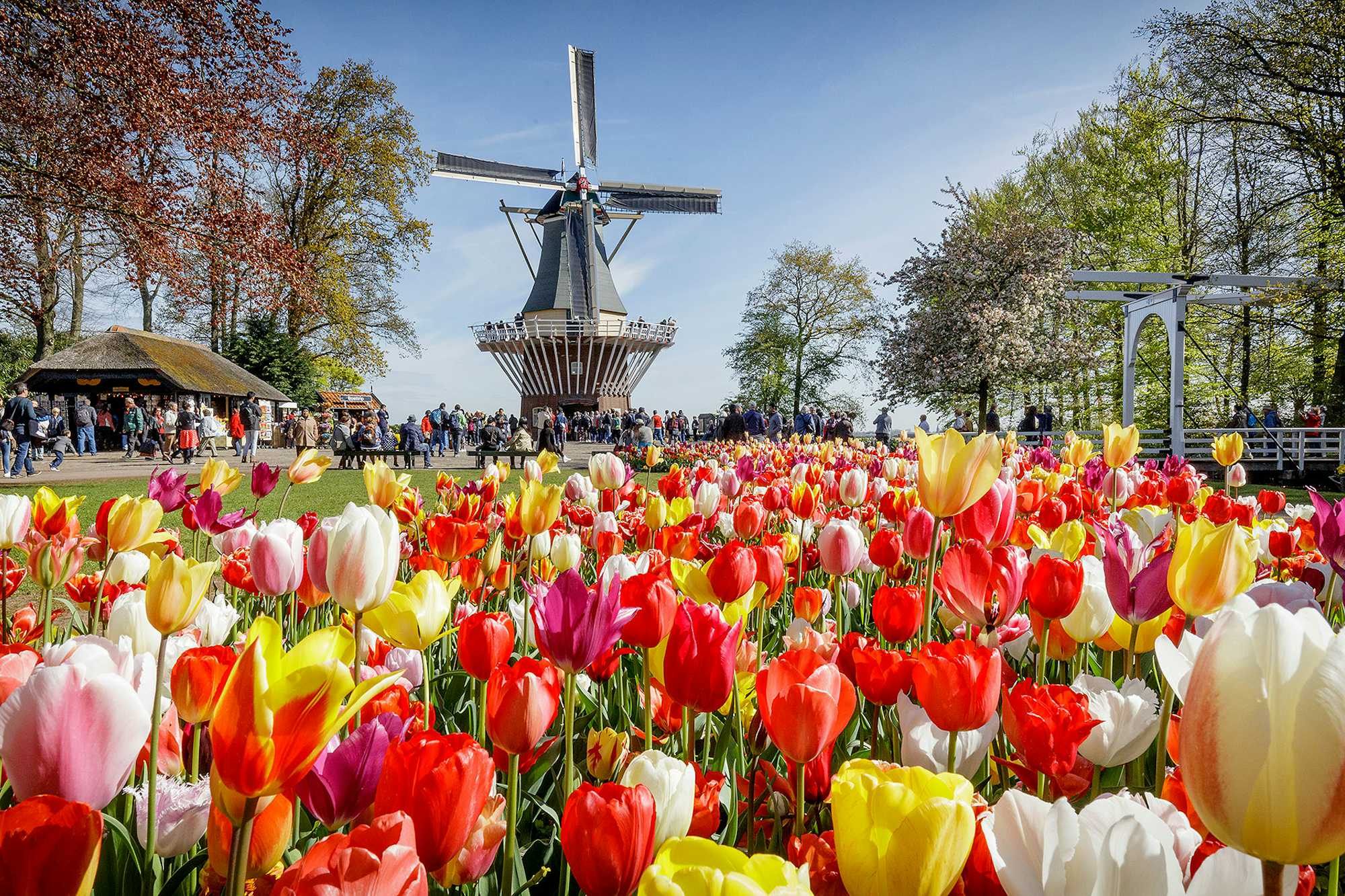 Ver tulipanes en Keukenhof Holanda