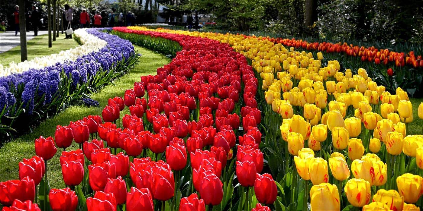 Cuatro increíbles jardines en Europa 57 Jardines Keukenhof Amsterdam