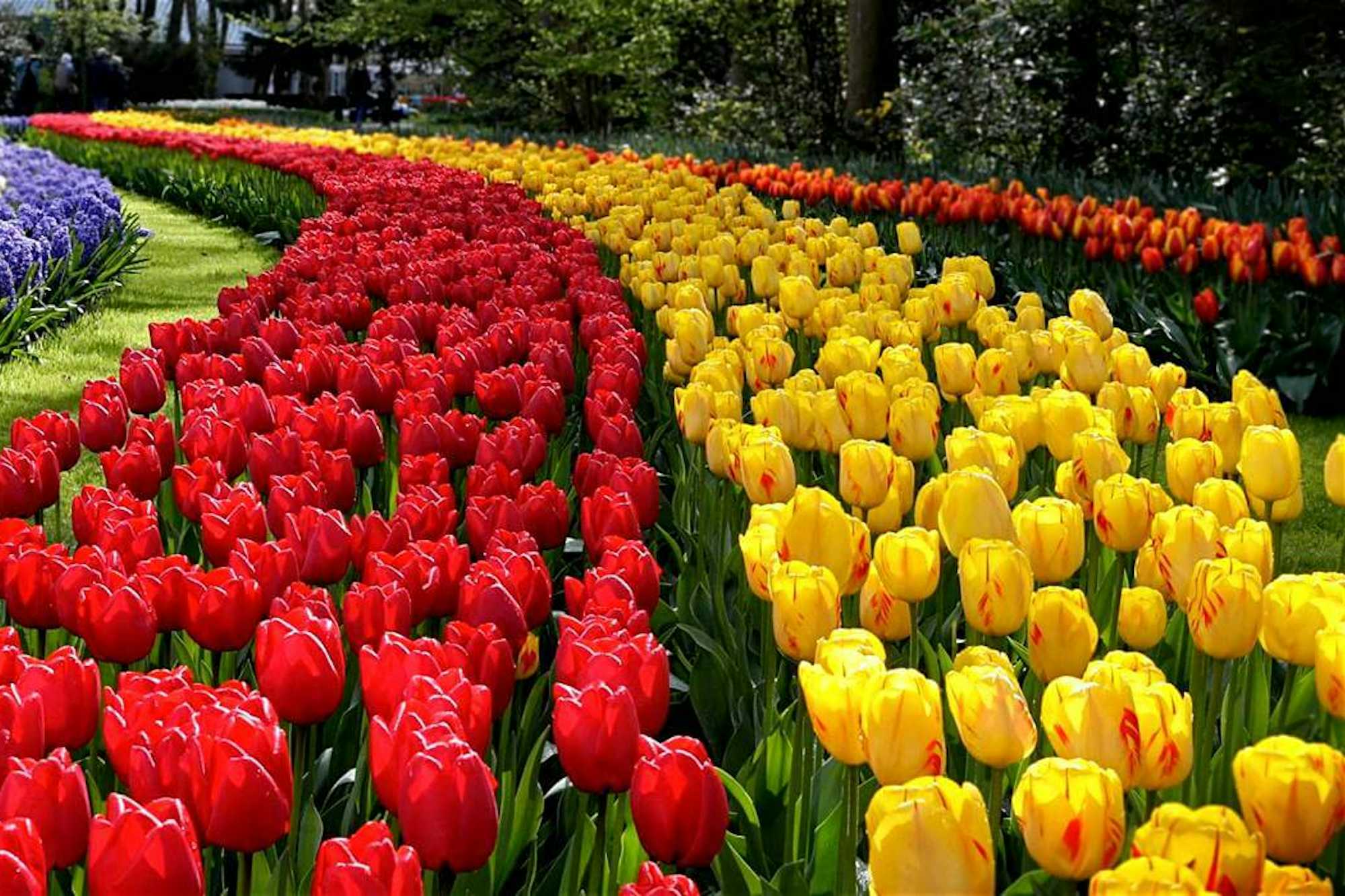 Jardines Keunkenhof Holanda