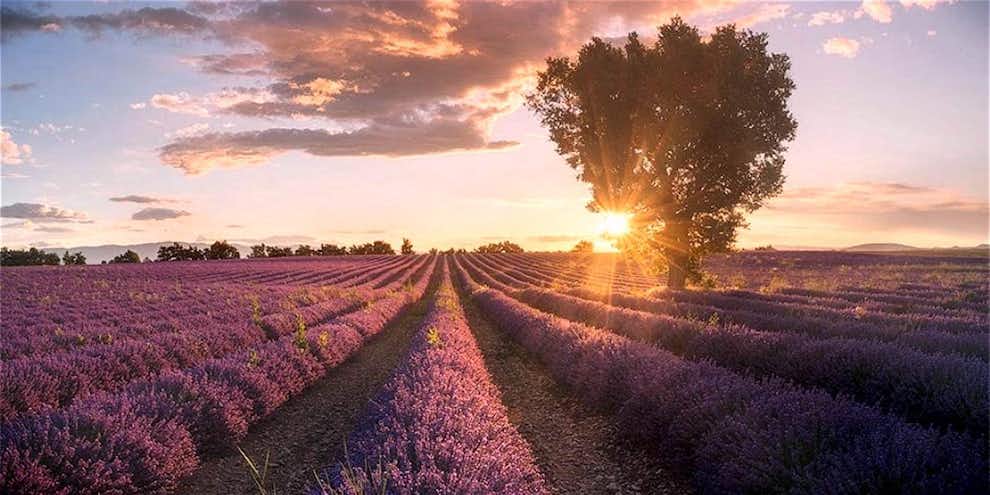 jardines mayfield lavender londres
