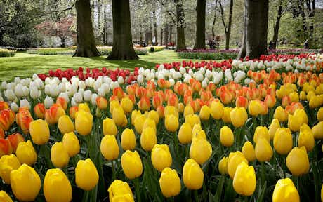 Cómo visitar Keukenhof 2023, el parque de tulipanes de Holanda: preguntas y respuestas 6 Jardín de flores Keukenhof Holanda