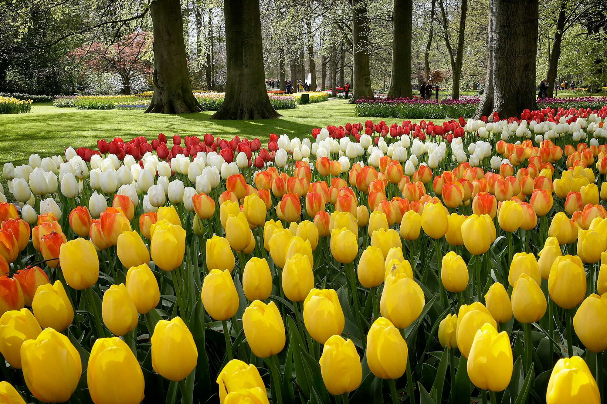 Visitar Tulipanes Keukenhof