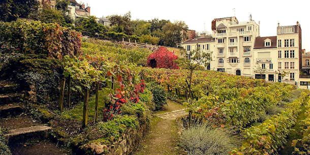Los viñedos de Montmartre 5 Viñedos de Montmartre París
