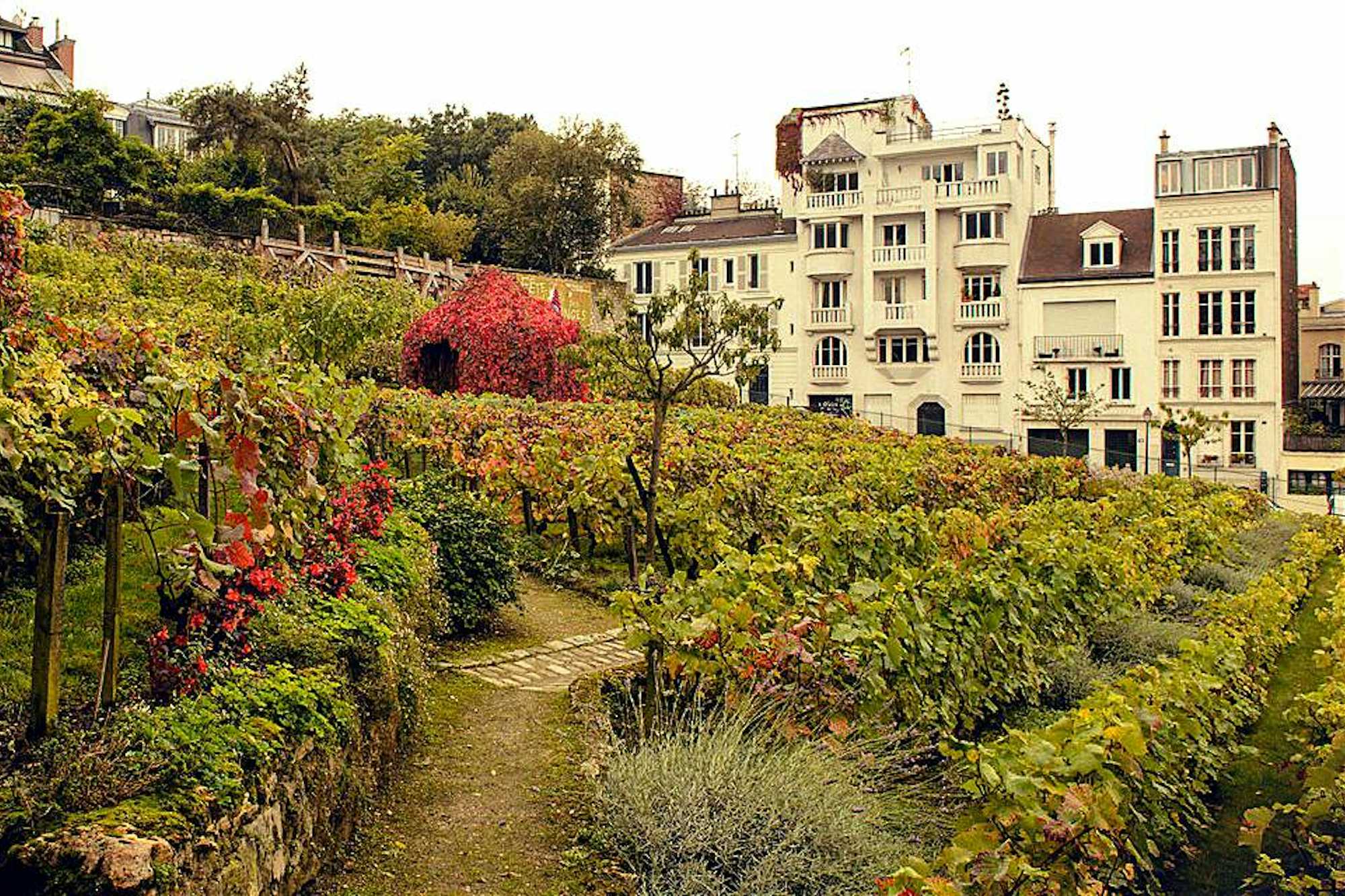 Viñedos de Montmartre París