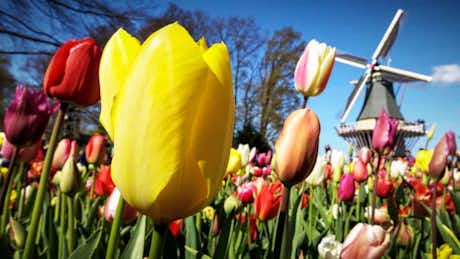 Qué ver, qué hacer en Keukenhof %currentyear% 7 Que ver en Keukenhof Que Hacer
