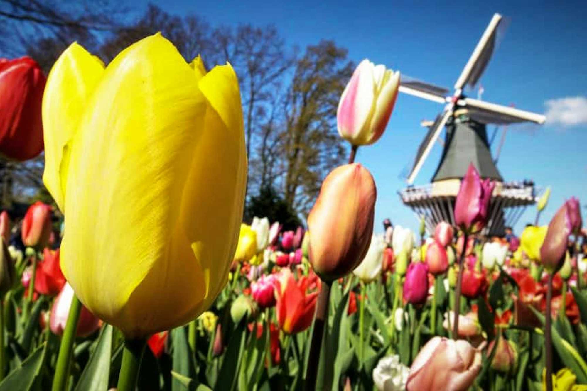 Que ver en Keukenhof Que Hacer