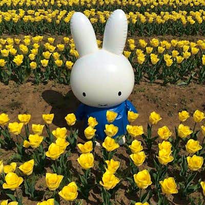 conejita miffy en keukenhof