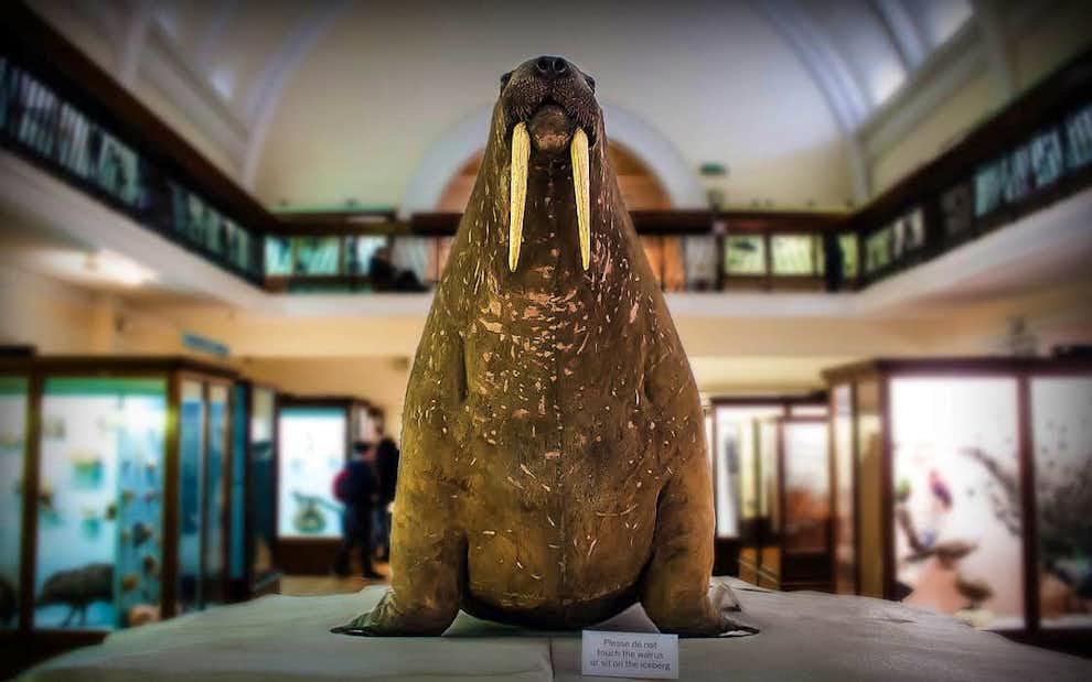 morsa disecada museo horniman londres