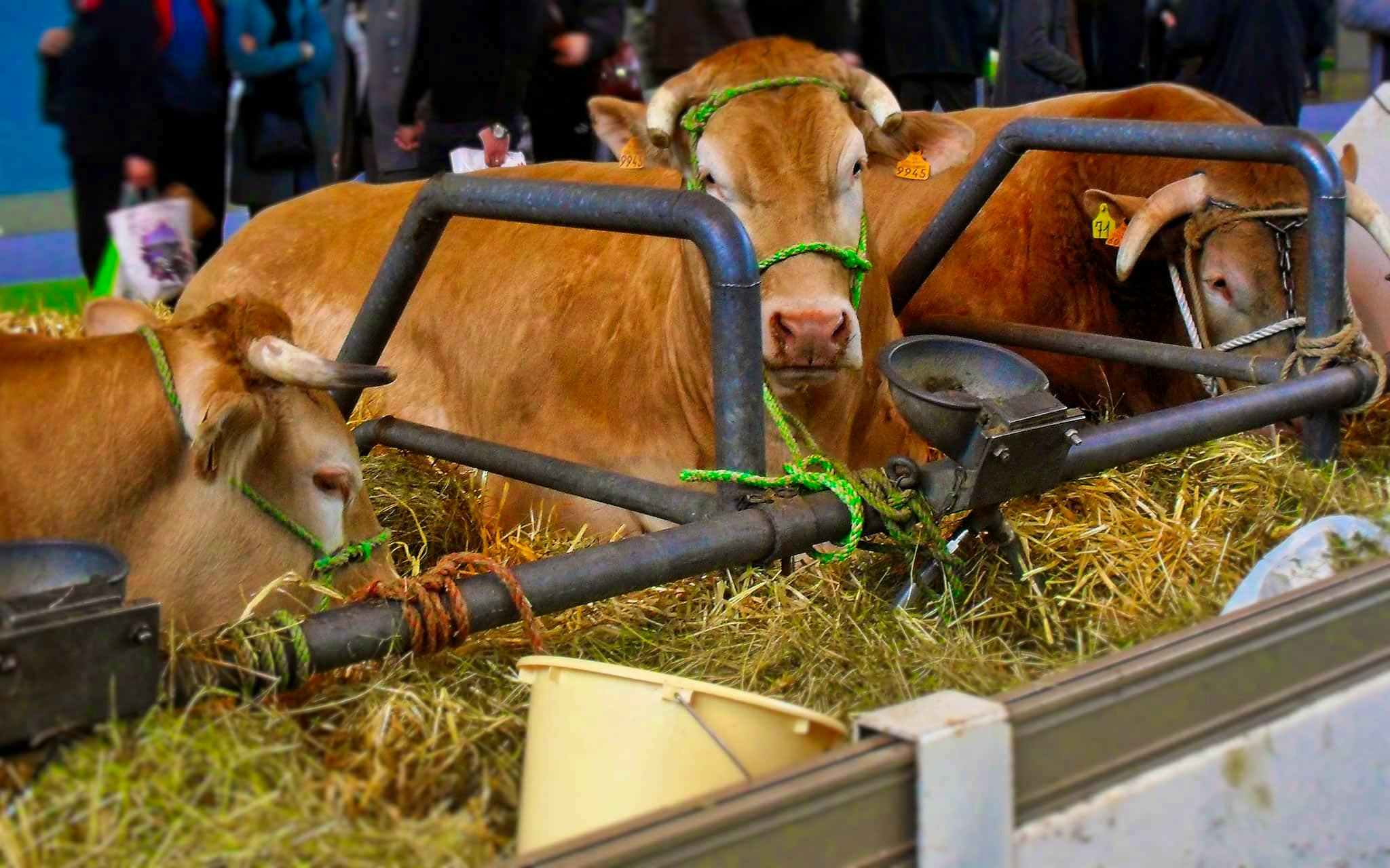 Salon Agriciola Paris