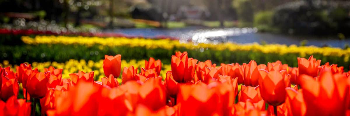Jardines Keukenhof Holanda