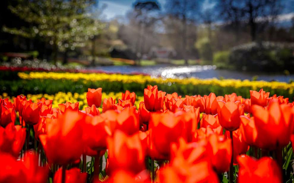 Jardines Keukenhof Holanda
