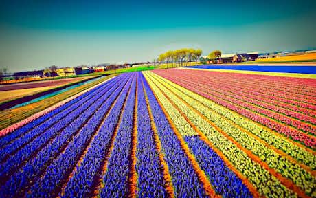 Tulipanes en Keukenhof, el mayor –y más espectacular– jardín de flores del mundo, que puedes visitar desde Ámsterdam 8 Campos Tulipanes En Holanda