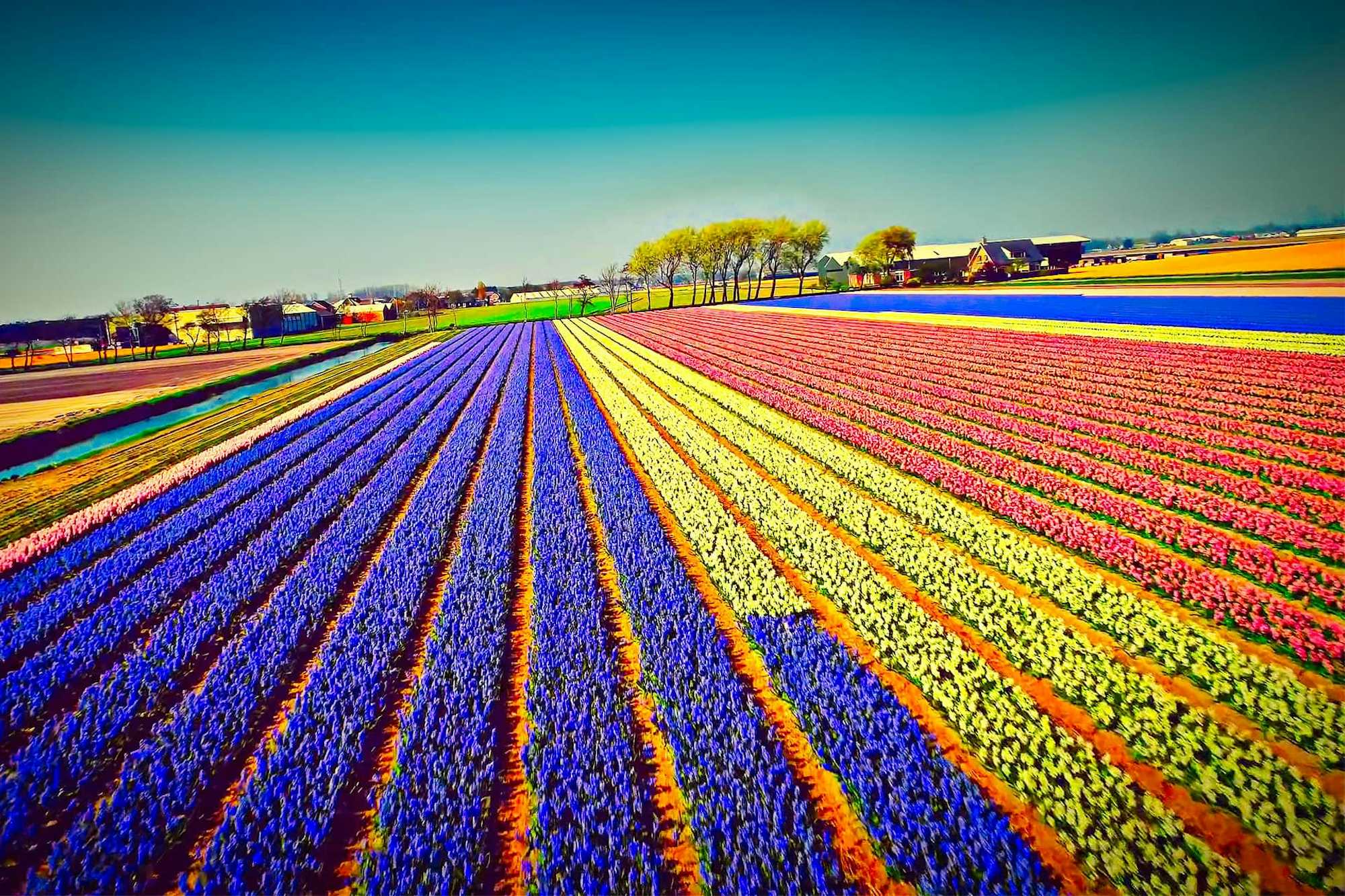Campos Tulipanes En Holanda