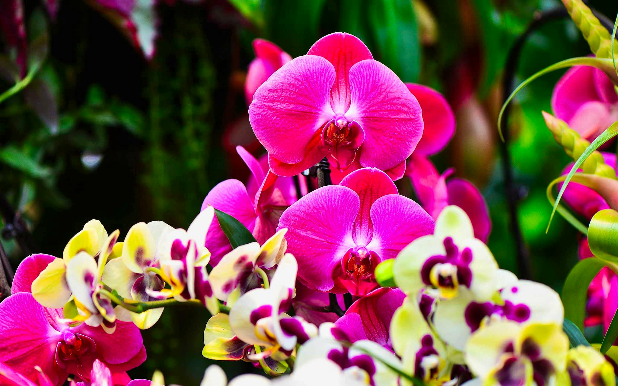 Orchid Festival Jardines Kew Londres