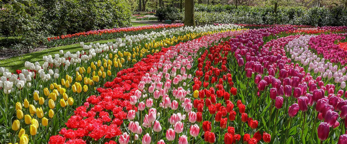Visitar parque Keukenhof 2026, jardines de tulipanes en Holanda