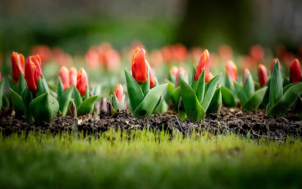 Cuál es el mejor momento para visitar Keukenhof Visitar Keukenhof 2026 mientras tulipanes florecen