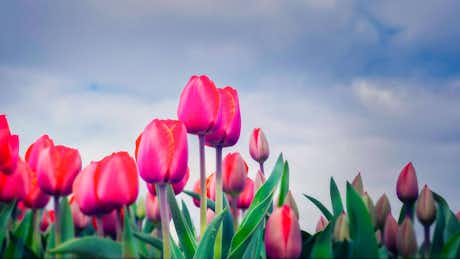 ¿Vas a visitar Keukenhof 2024? Todo lo que debes saber acerca de la nueva temporada de tulipanes en Holanda 9 Tulipanes Keukenhof Amsterdam 2018