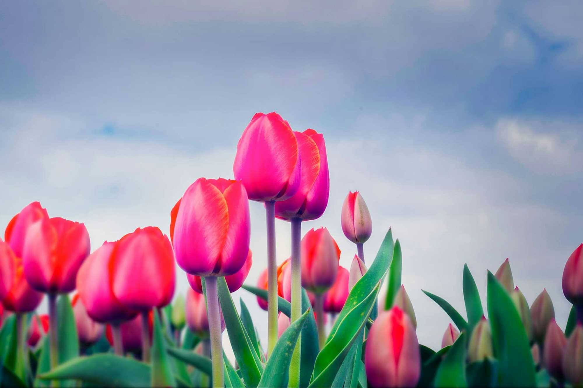 Tulipanes Keukenhof Amsterdam 2018