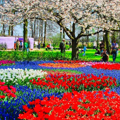 Keukenhof Gardens desde La Haya con visita a campos de tulipanes Jardines de Keukenhof Holanda