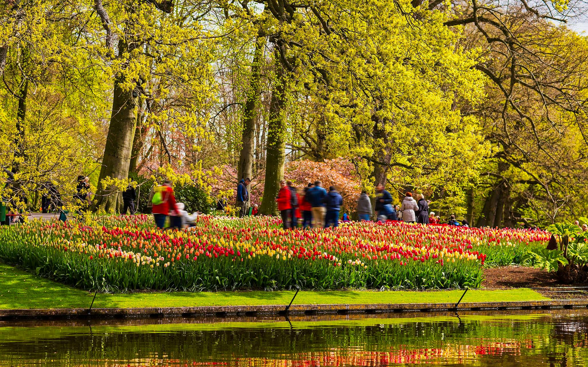 Qué hacer Amsterdam: Keukenhof el jardín de flores