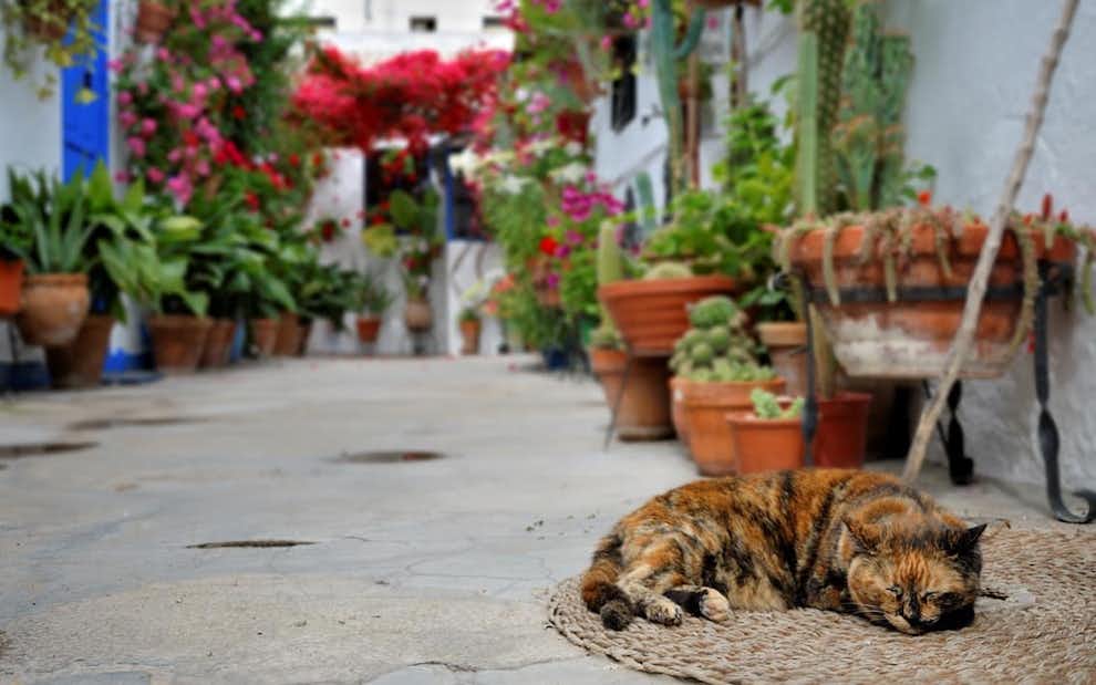 Visitar Patios Cordoba Gato Cordobes