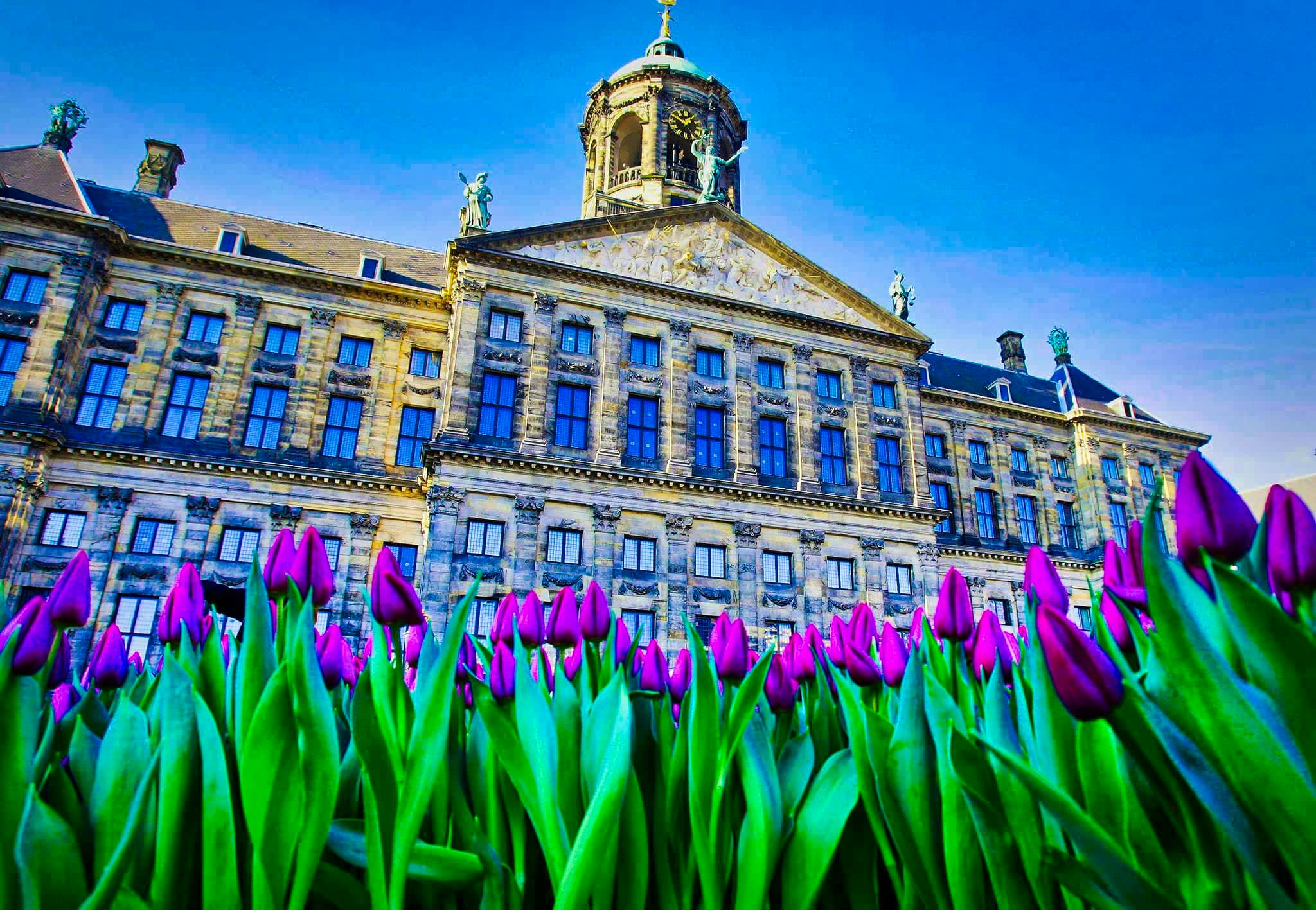Dia Del Tulipan En Holanda Palacio Real Amsterdam