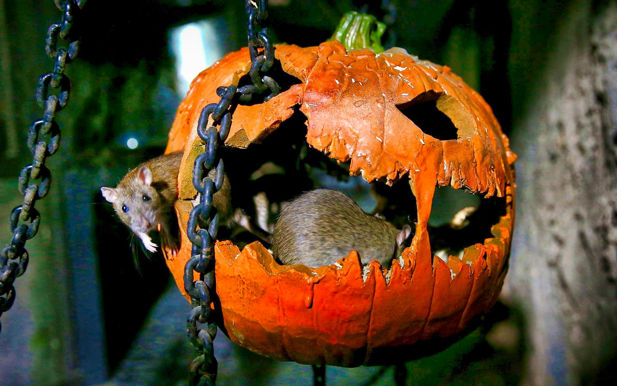 Fiestas Halloween Londres