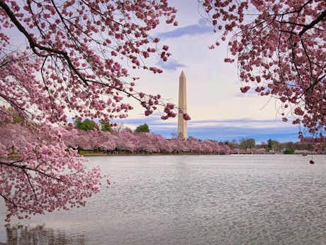 Cherry Blossom 2025: dónde ver cerezos en Washington DC, guía práctica para no perderse el festival de cerezos en flor 2 Festival Cerezos Washington Cherry Blossoms