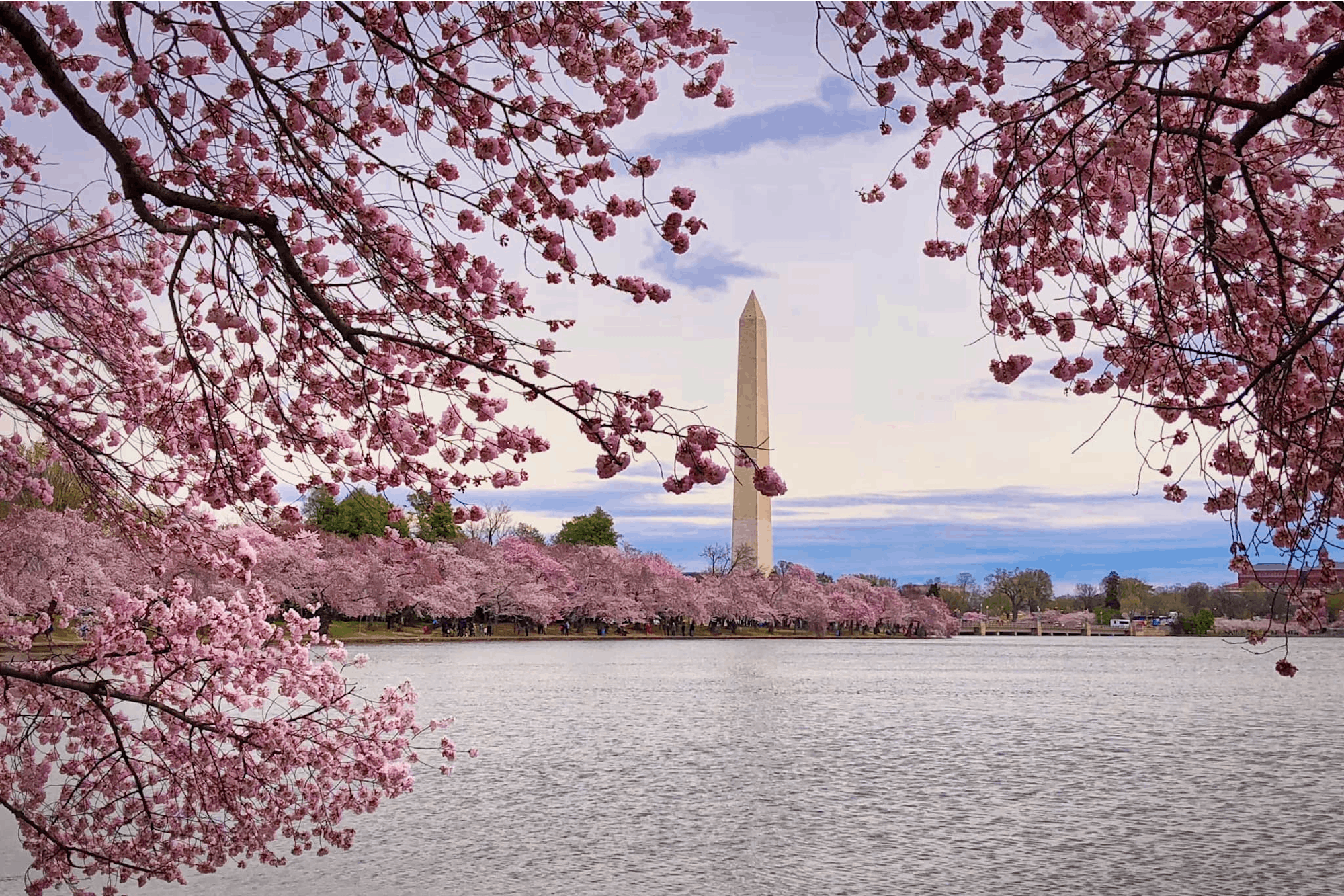 Festival Cerezos Washington Cherry Blossoms