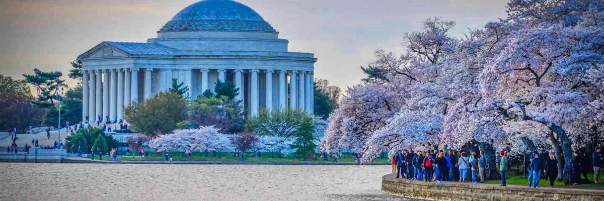 Cerezos en Flor Washington — Jefferson Memorial Cherry Blossom Jefferson Memorial desde Tidal Basin Floracion Cerezos Washington