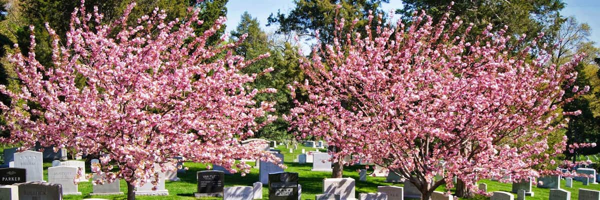 Cerezos en Flor Washington — Cementerio Nacional de Arlington Cherry Blossom Cerezos Florecidos Cementerio Arlington Washington