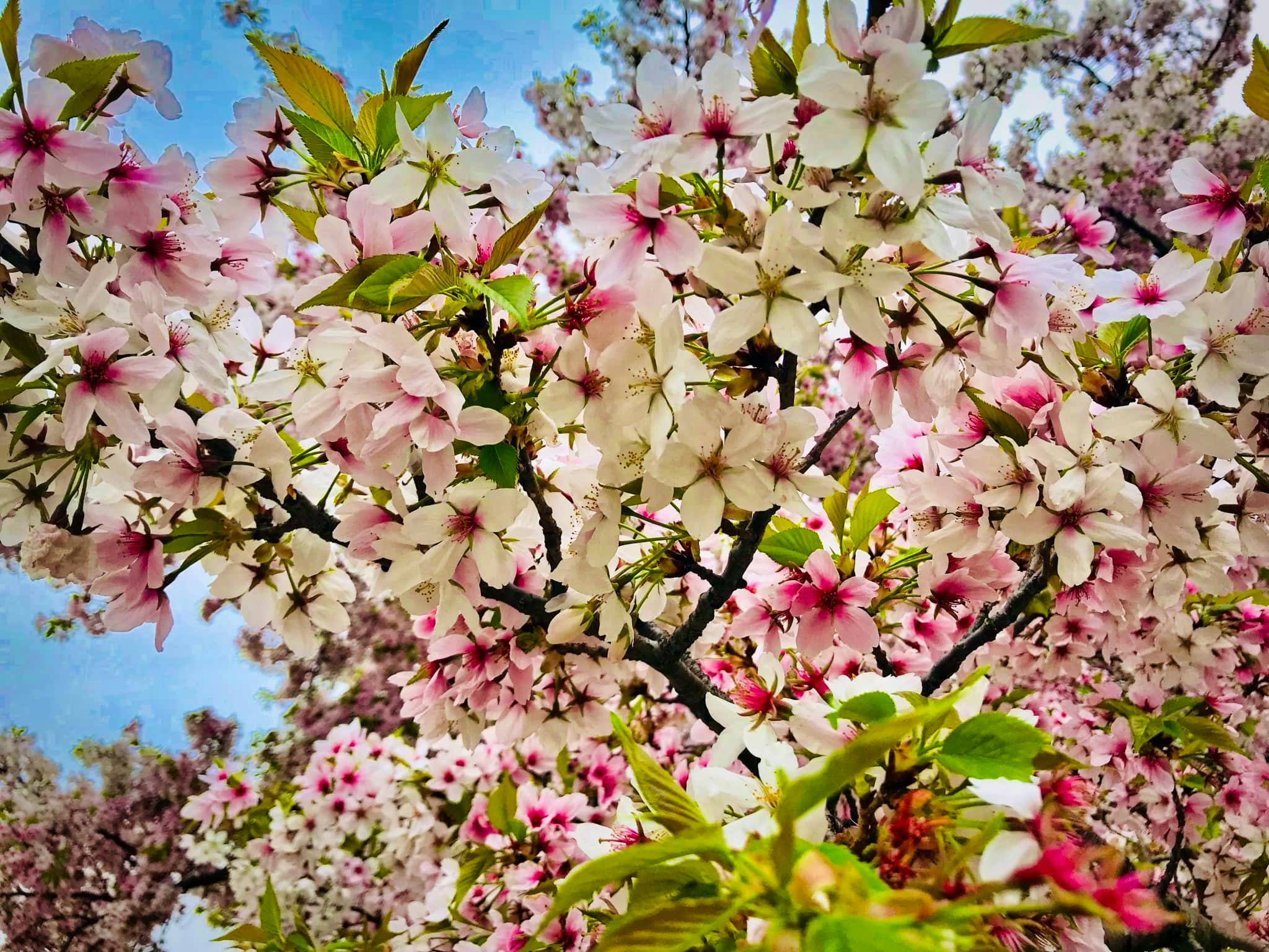 Flores de Cerezo Washington Cherry Blossom