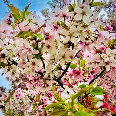 Cerezos en Flor Washington — Detalle de las flores de cerezo Yoshino Flores de Cerezo Washington Cherry Blossom