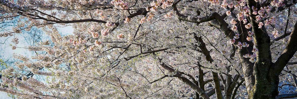 Cerezos en flor East Potomac Park Washington