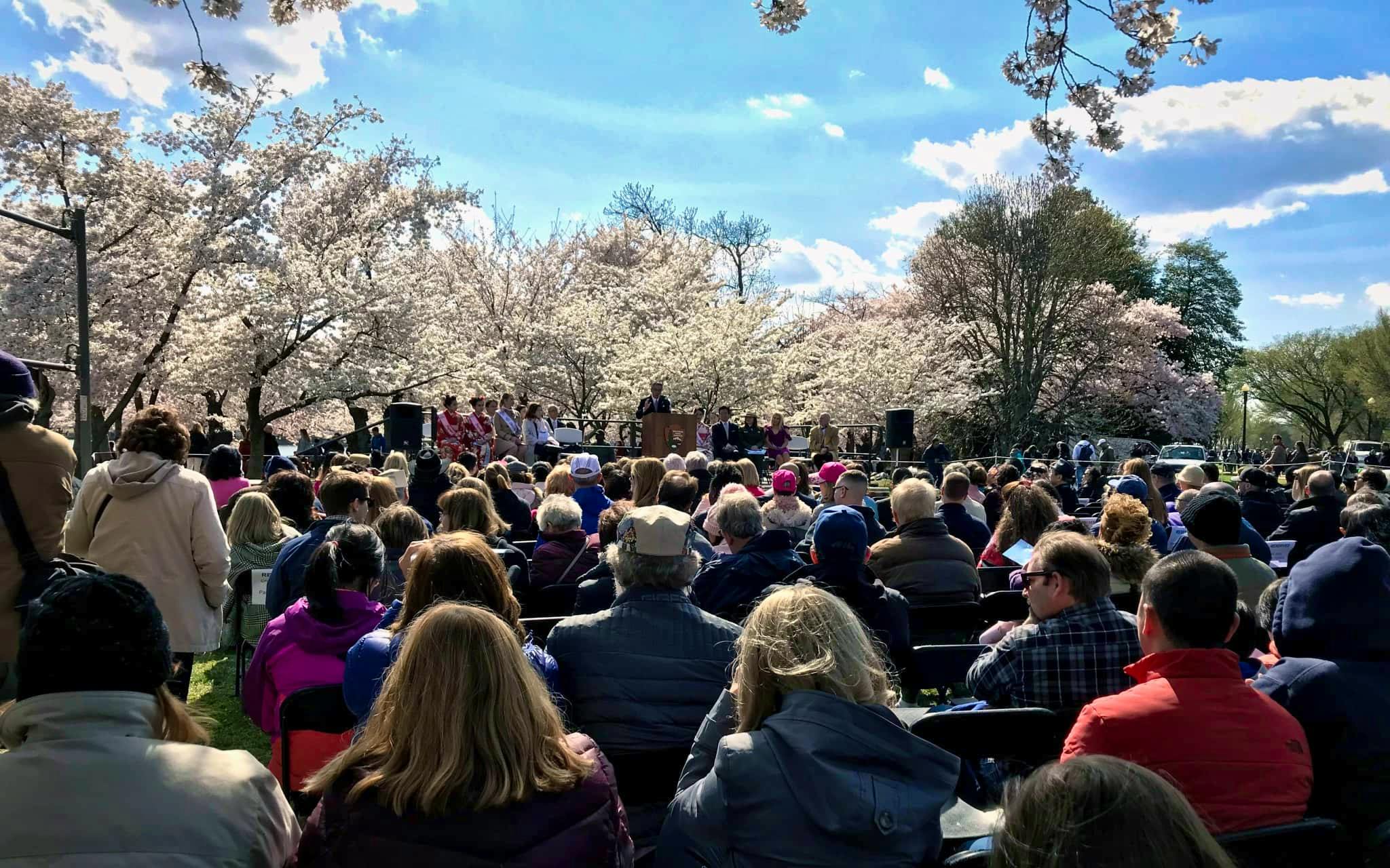 Eventos Cherry Blossom Festival Washington