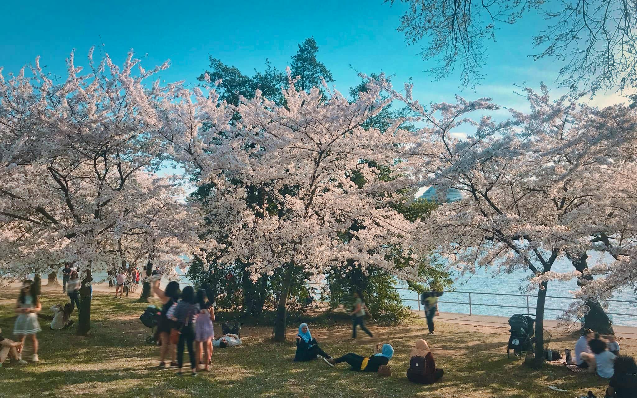 Picnic Cerezos Cherry Blossom Washington