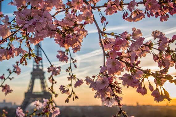 Cerezos en flor en París %currentyear%: más de 20 lugares donde ver florecer cerezos en París 4 Dónde ver cerezos en flor en París
