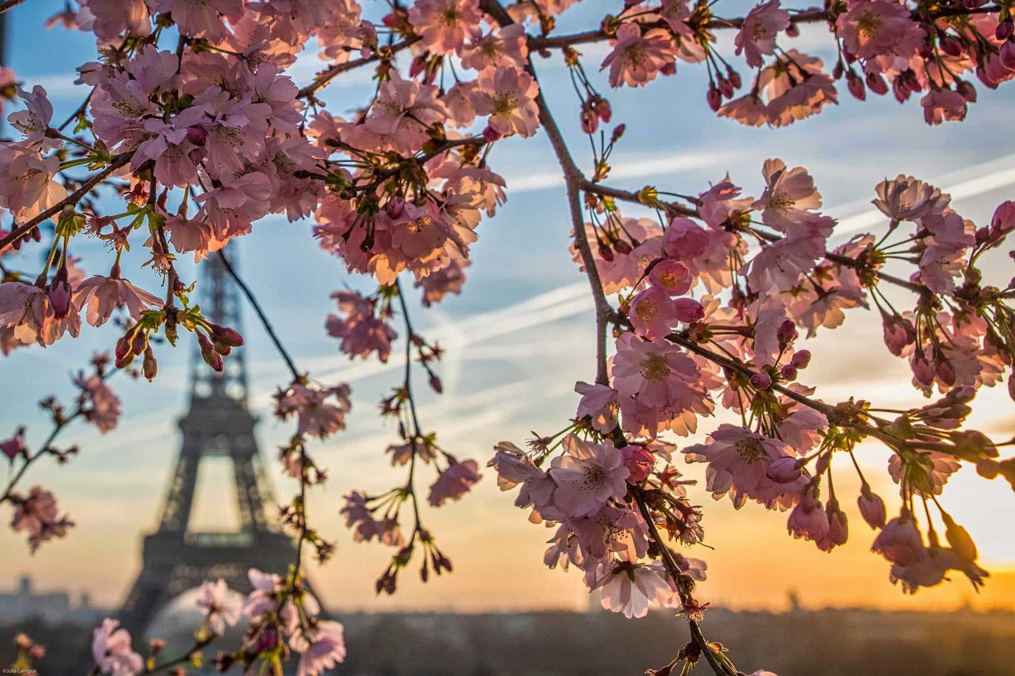 Cerezos en flor en París: Torre Eiffel