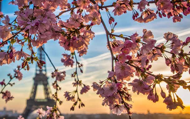 Cerezos en flor en París %currentyear%: más de 20 lugares donde ver florecer cerezos en París 8 Dónde ver cerezos en flor en París