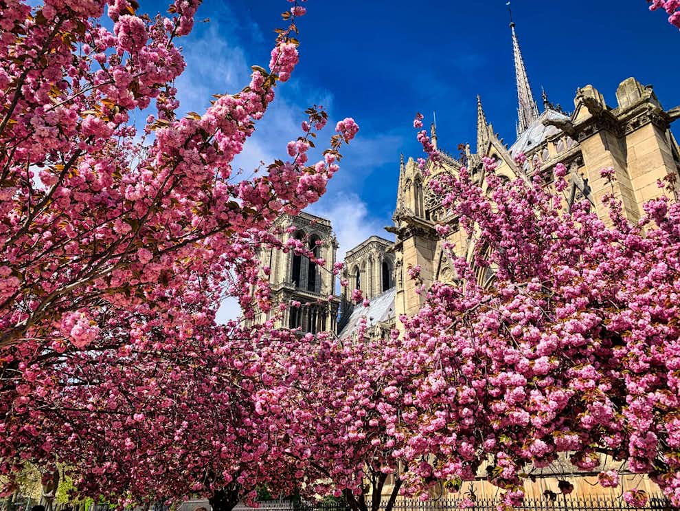 Cerezos en flor en París Notre-Dame