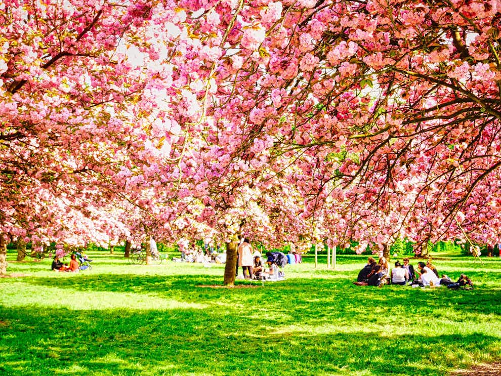 Jardín de cerezos en Parc Sceaux, París